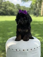 F1 Ashlyn, a female Cavapoo for sale in Mayfield, KY – 6 of 10
