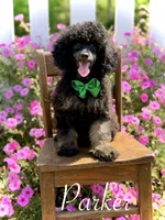 AKC Parker, a male Poodle - Toy  for sale in Mayfield, KY – 2 of 10