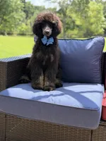 AKC Winston , a male Poodle - Multi-Colored Standard for sale in Mayfield, KY – 4 of 10