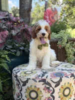 F1B Landon, a male Cavapoo for sale in Mayfield, KY – 5 of 10