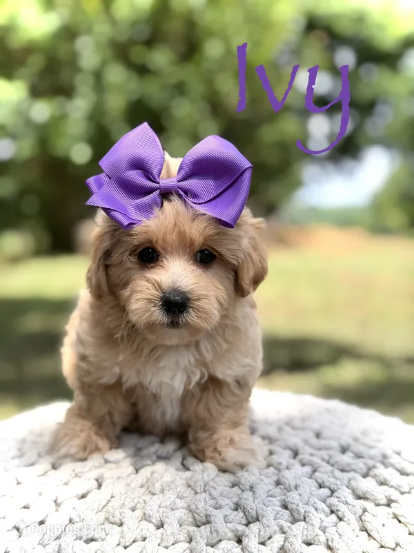 Ivy – Maltipoo puppy for sale in Mayfield, KY