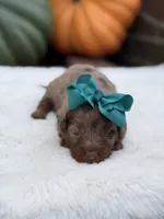 Teal bow, a female Miniature Bernedoodle for sale in Mayfield, KY – 2 of 7