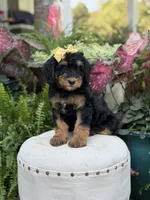 F1B Babs, a female Bernedoodle for sale in Mayfield, KY – 6 of 10