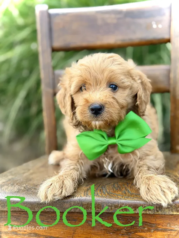 Booker – Miniature Goldendoodle puppy for sale in Mayfield, KY