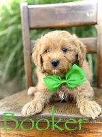 Booker, a male Miniature Goldendoodle for sale in Mayfield, KY – 1 of 7