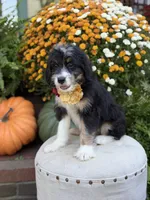 F1 Victoria, a female Bernedoodle for sale in Mayfield, KY – 4 of 10