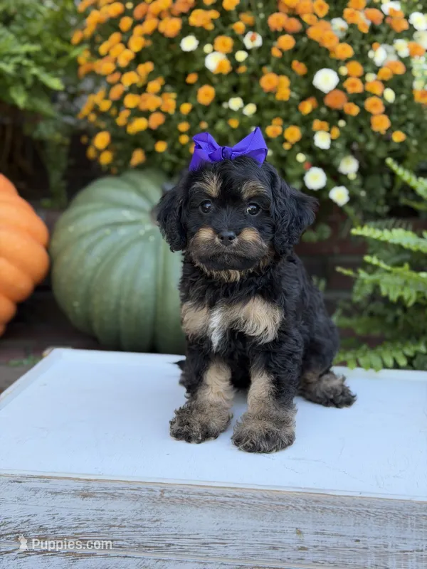F1 Sally – Cavapoo puppy for sale in Mayfield, KY