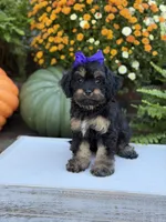 F1 Sally, a female Cavapoo for sale in Mayfield, KY – 1 of 10