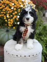 F1 Victor, a male Bernedoodle for sale in Mayfield, KY – 5 of 10