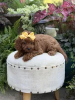 Robin, a female Cavapoo for sale in Mayfield, KY – 8 of 10