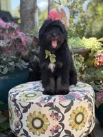 F1 Tyler, a male Bernedoodle for sale in Mayfield, KY – 6 of 10