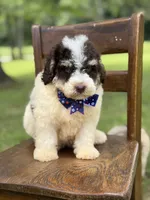 Uncle Sam , a male Miniature Bernedoodle for sale in Mayfield, KY – 3 of 10