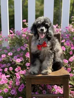 AKC Porter, a male Poodle - Toy  for sale in Mayfield, KY – 4 of 10