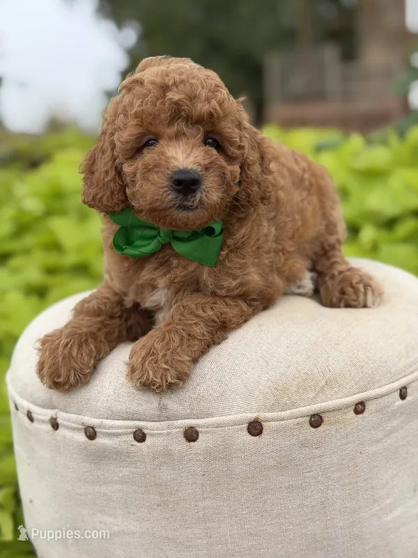 Patrick  – Miniature Goldendoodle puppy for sale in Mayfield, KY