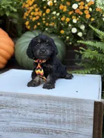 F1 Scooter, a male Cavapoo for sale in Mayfield, KY – 6 of 10