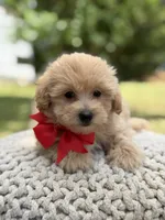 Iggy, a male Maltipoo for sale in Mayfield, KY – 2 of 10