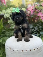 F1B Blair, a female Bernedoodle for sale in Mayfield, KY – 4 of 9