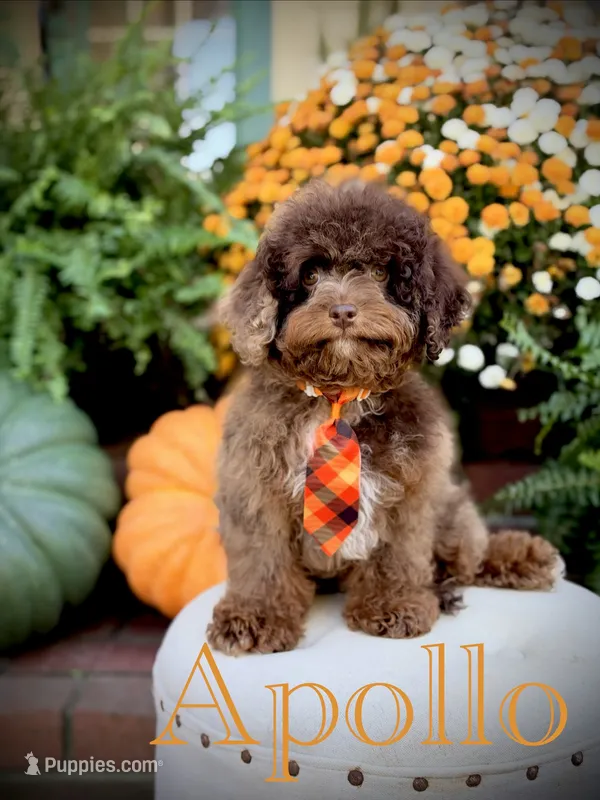 Apollo – Cavapoo puppy for sale in Mayfield, KY
