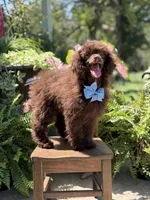 AKC Higgins, a male Poodle - Miniature  for sale in Mayfield, KY – 7 of 10