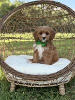 Brock, a male Miniature Goldendoodle for sale in Mayfield, KY – 7 of 8