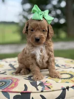 Patty, a female Miniature Goldendoodle for sale in Mayfield, KY – 6 of 6