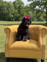 Cassie, a female Bernedoodle for sale in Mayfield, KY – 4 of 9