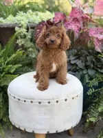 Reba, a female Cavapoo for sale in Mayfield, KY – 8 of 10
