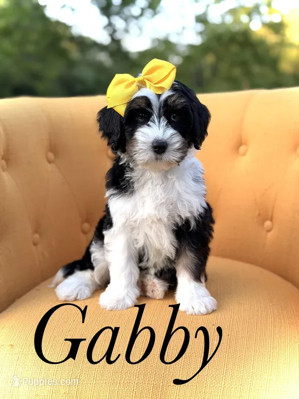 F1B Gabby – Bernedoodle puppy for sale in Mayfield, KY