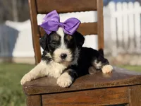 F1B Gabby, a female Bernedoodle for sale in Mayfield, KY – Photo 5 of 5