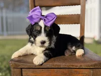 F1B Gabby, a female Bernedoodle for sale in Mayfield, KY – Photo 2 of 5