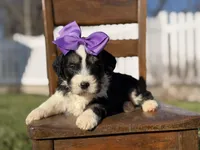 F1B Gabby, a female Bernedoodle for sale in Mayfield, KY – Photo 4 of 5