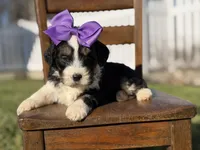 F1B Gabby, a female Bernedoodle for sale in Mayfield, KY – Photo 3 of 5