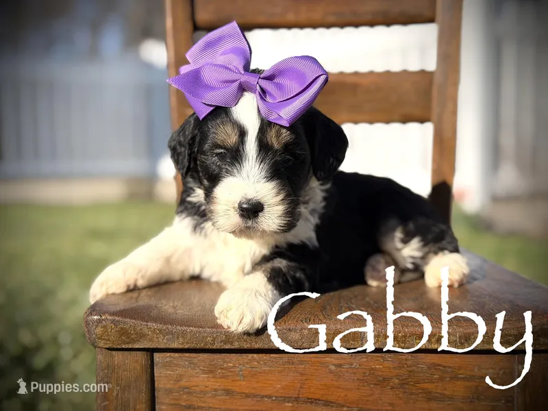 F1B Gabby – Bernedoodle puppy for sale in Mayfield, KY