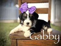F1B Gabby, a female Bernedoodle for sale in Mayfield, KY – Photo 1 of 5