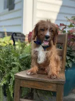 F1 Carter, a male Cavapoo for sale in Mayfield, KY – 4 of 10
