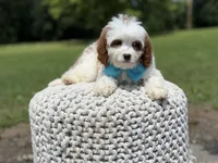 Dawson, a male Cavapoo for sale in Mayfield, KY – 4 of 10