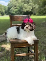 F1B Tiffany, a female Cavapoo for sale in Mayfield, KY – 2 of 10