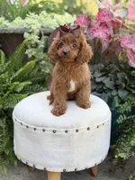 Reba, a female Cavapoo for sale in Mayfield, KY – 9 of 10