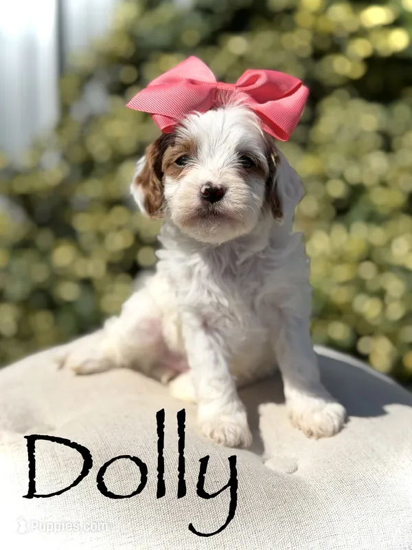 Dolly – Cavapoo puppy for sale in Mayfield, KY