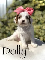 Dolly, a female Cavapoo for sale in Mayfield, KY – 1 of 10