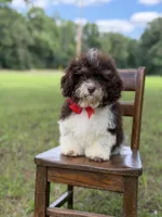 F1B Titan, a male Cavapoo for sale in Mayfield, KY – 4 of 10