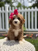 F1 Jewel, a female Cavapoo for sale in Mayfield, KY – 2 of 6
