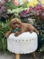 Rhett , a male Cavapoo for sale in Mayfield, KY – 8 of 10