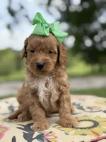 Patty, a female Miniature Goldendoodle for sale in Mayfield, KY – 5 of 6