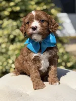 Duke, a male Cavapoo for sale in Mayfield, KY – 10 of 10