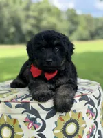 F1Tucker, a male Bernedoodle for sale in Mayfield, KY – 6 of 10