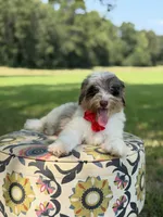 Freedom, a male Miniature Bernedoodle for sale in Mayfield, KY – 7 of 10