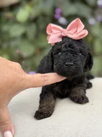 Jenny, a female Miniature Bernedoodle for sale in Mayfield, KY – 3 of 6