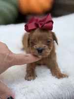 Burgundy bow f, a female Cavapoo for sale in Mayfield, KY – 2 of 6
