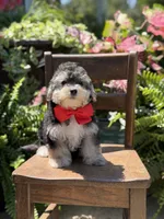 F1B Tucker, a male Maltipoo for sale in Mayfield, KY – 4 of 10